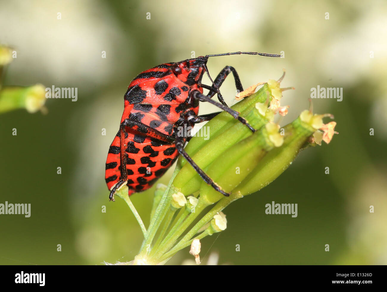 Red and black Italian Striped Beetle or Minstrel Bug (Graphosoma lineatum Stock Photo Alamy