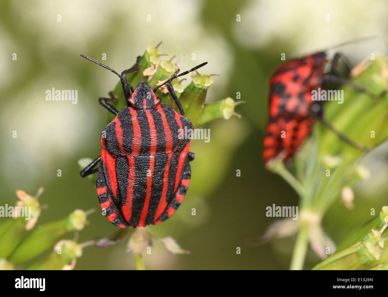 Red and black Italian Striped Beetle or Minstrel Bug (Graphosoma lineatum Stock Photo Alamy
