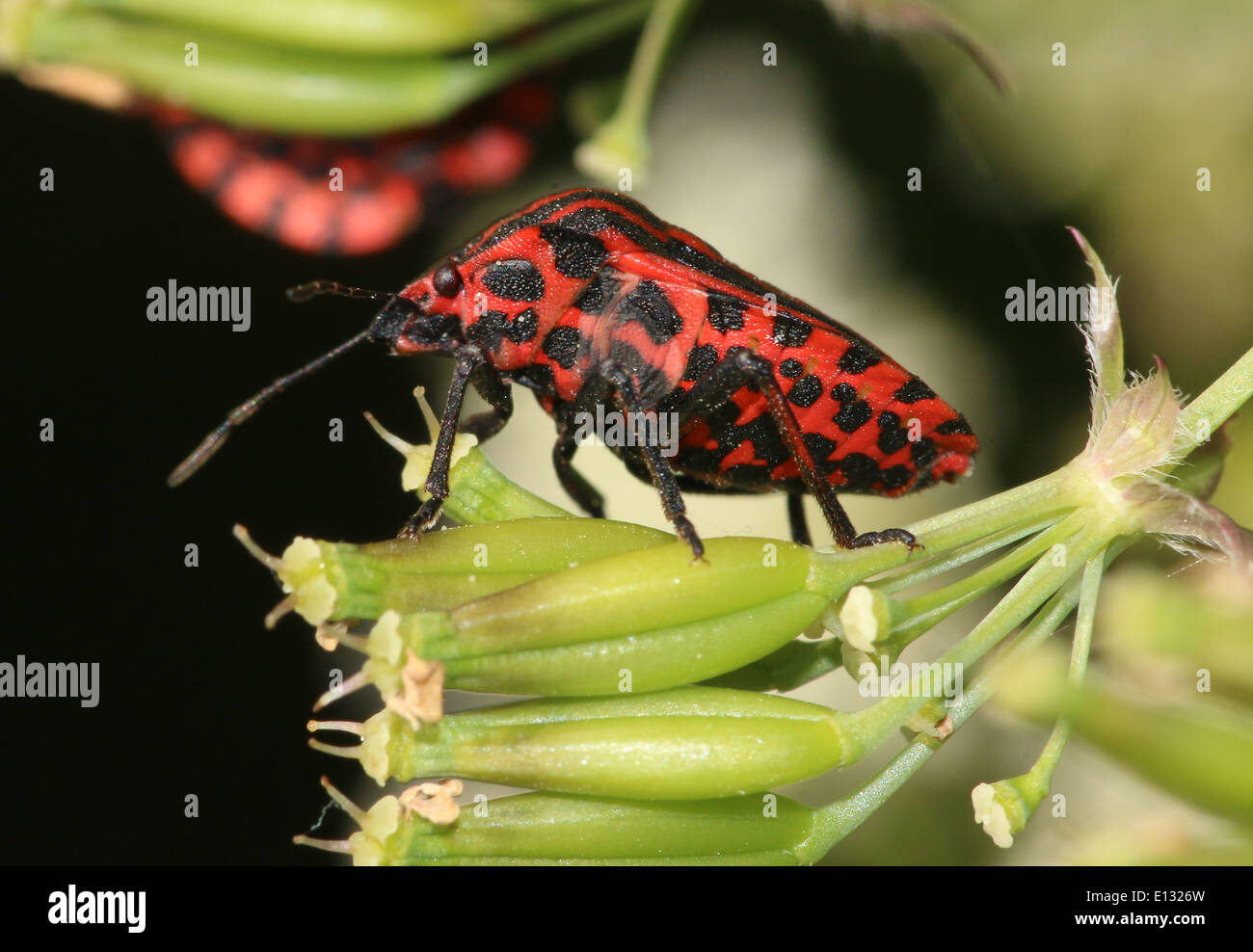 Percevejo das riscas hi-res stock photography and images - Alamy