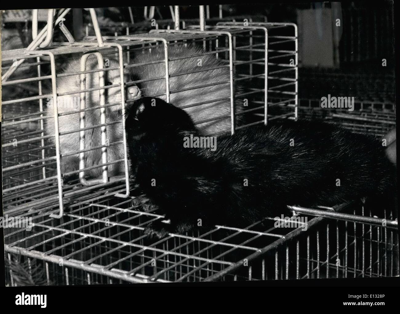 Raise your own minks hires stock photography and images Alamy