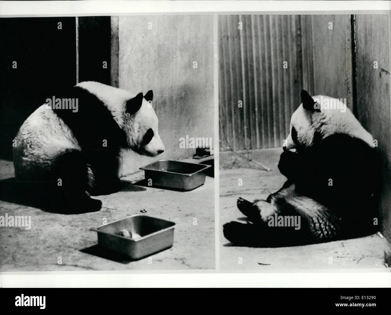 Feb. 26, 2012 - Mao's Pandas For Nixon: As A result of President Nixon's visit to China, a pair of pandas were given by the Chinese government, in honour of the visit. Hising-Hisng, a male (left) and Ling-Ling, a female, are creating great interest at the Washington Zoo. Stock Photo