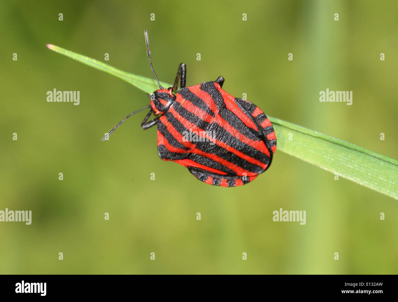 Red and black Italian Striped Beetle or Minstrel Bug (Graphosoma Stock Photo 69523857 Alamy