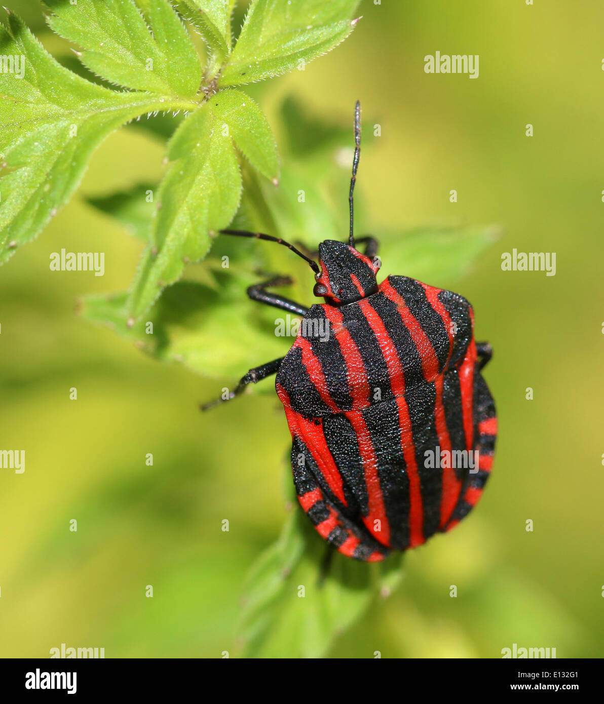 Red and black Italian Striped Beetle or Minstrel Bug (Graphosoma Stock
