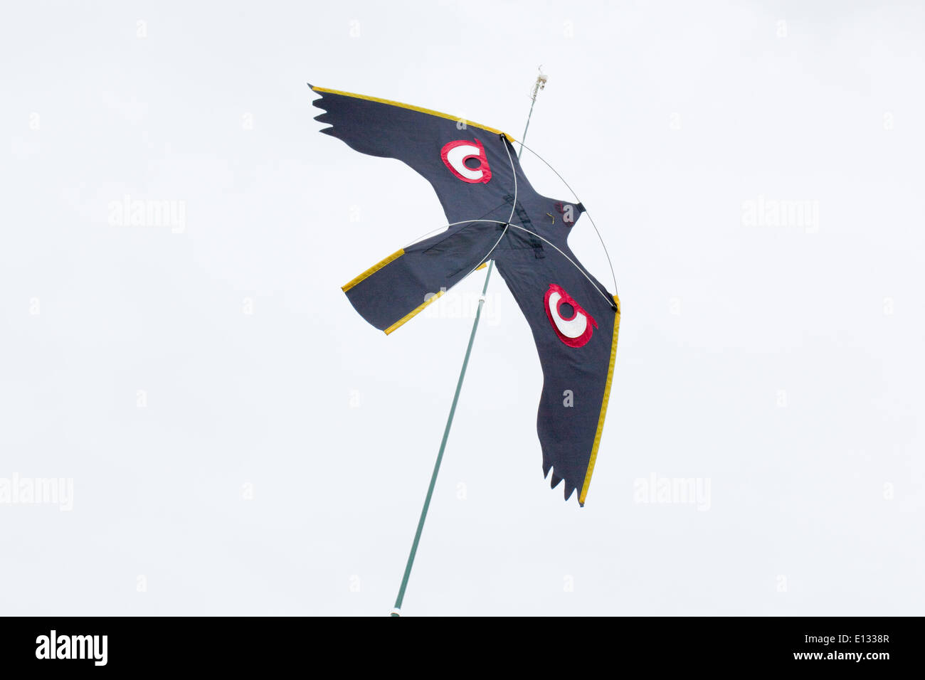 Bird scaring Kite, with much emphasized eyes, used to act as a scaring device over  crop of peas. Ingham. Norfolk. Stock Photo