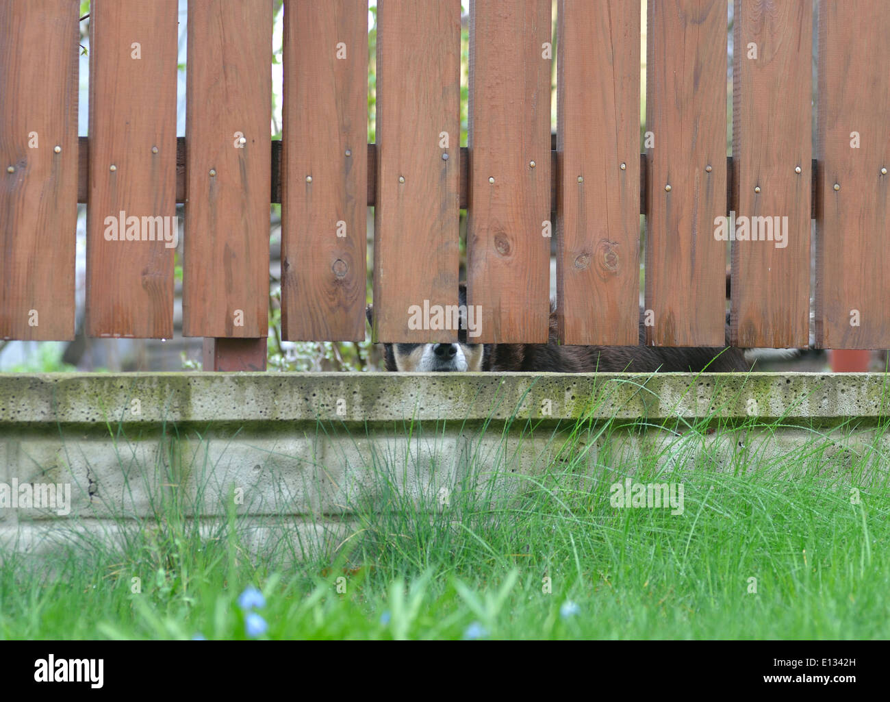 Dog looking through fence hires stock photography and images Alamy