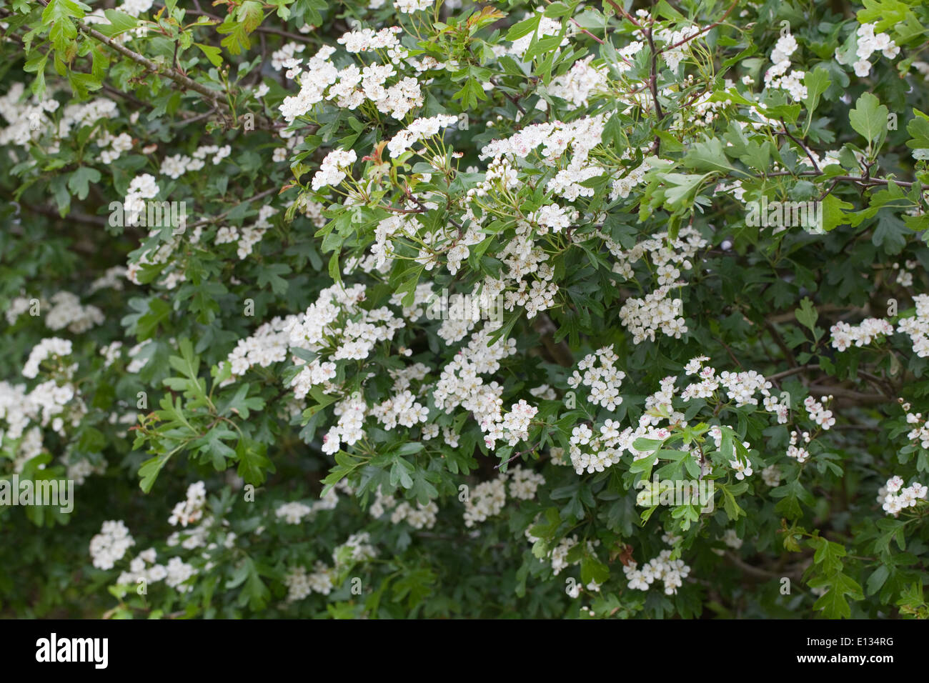 Hawthorn or 'May', or Quickthorn. Roadside hedge, in flower. May. Spring. Springtime. Norfolk. England. Stock Photo
