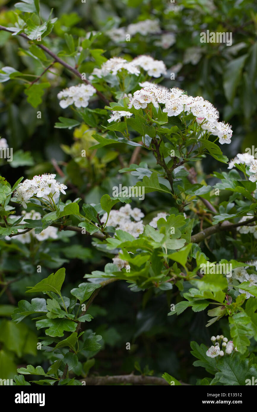Hawthorn or 'May', or Quickthorn (Crataegus monogyna).. Roadside hedge, in flower. May. Spring. Springtime. Norfolk. England. Stock Photo