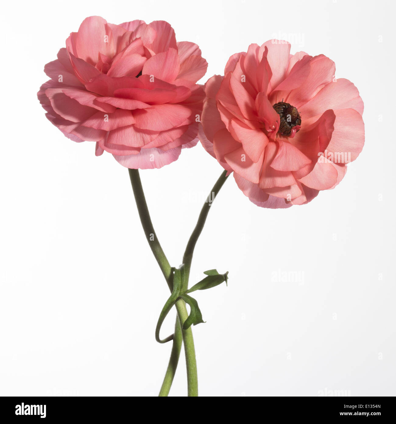 Two pink Ranunculus asiaticus - Persian buttercup Stock Photo