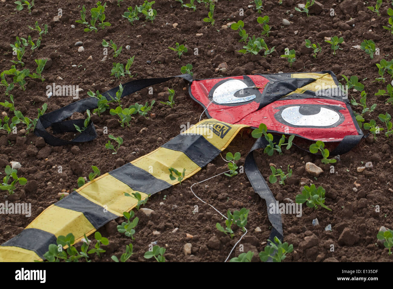 Bird scaring Kite, with much emphasized eyes, used to act as a scaring device. Here lying on ground. Ingham. Norfolk. Stock Photo