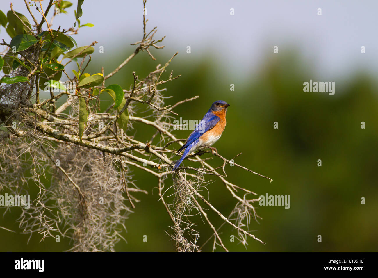 Eastern bluebird hi-res stock photography and images - Alamy