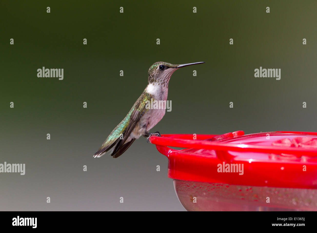 Immature male ruby-throated hummingbird perched on feeder Stock Photo