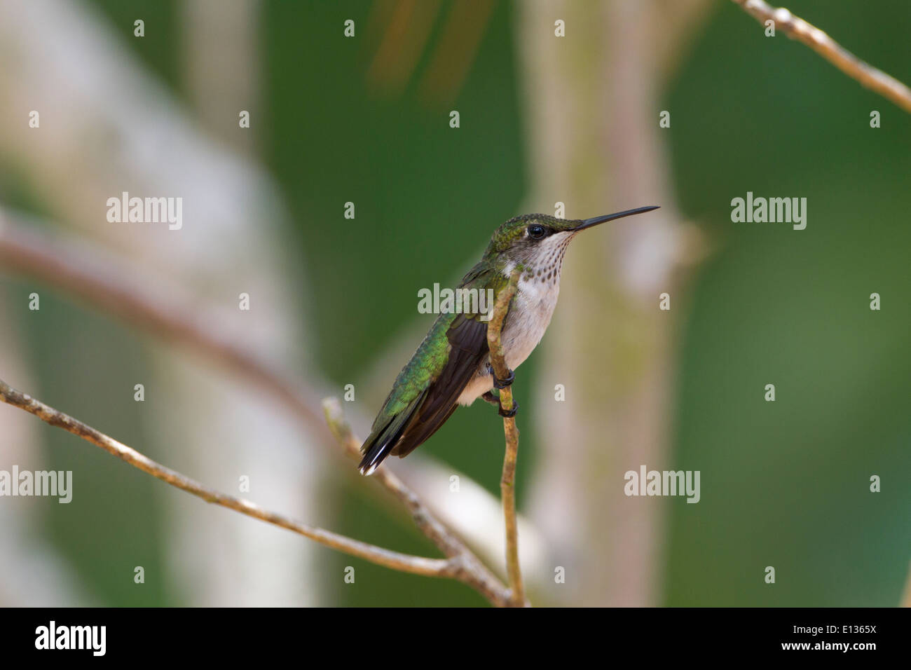 Immature Male Ruby-throated hummingbird perched on twig Stock Photo