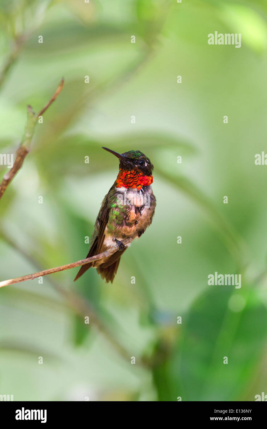 Male Ruby-throated hummingbird perched Stock Photo