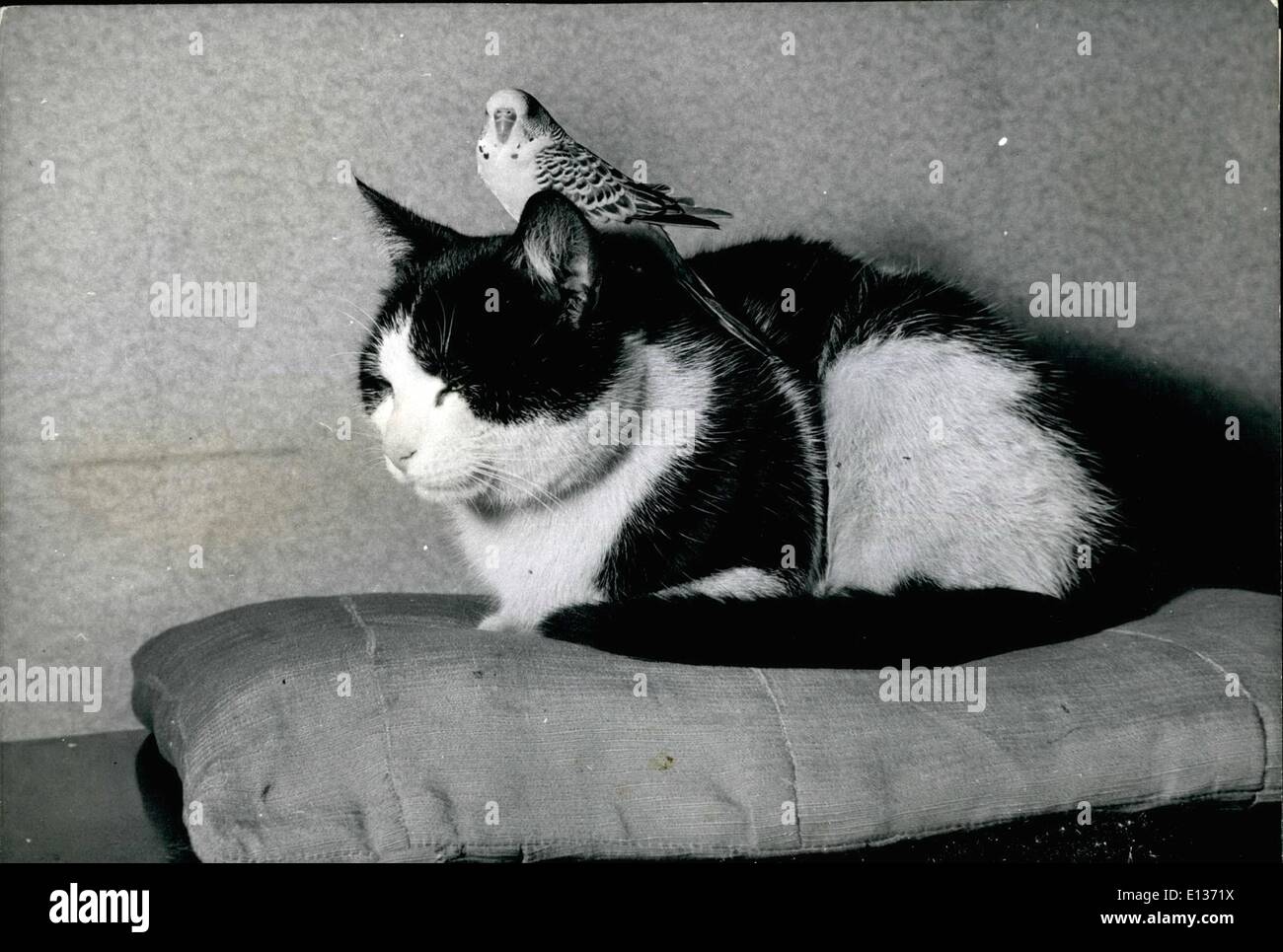 Feb. 29, 2012 - They should be sworn enemies according to the laws of nature, but there are always exceptions like this one which shows that fur and feather can agree, Jerry the budgerigar quite happily perched on the head of Fluffy the cat. Stock Photo
