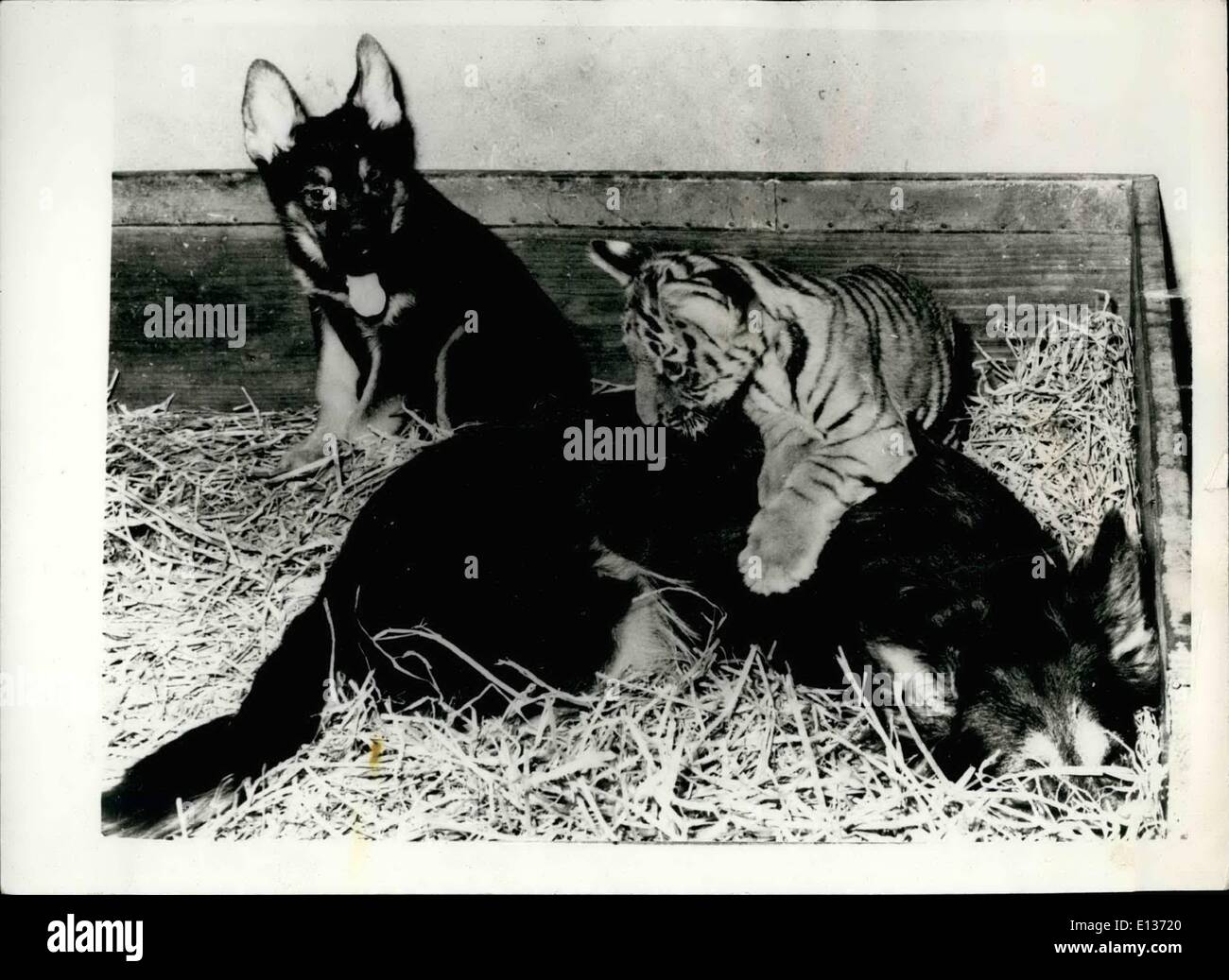 Feb. 29, 2012 - Shepherd dog becomes foster mother to a tiger baby. A newly born tiger cub Ganga at the Berlin Zoo, was abandoned by its mother immediately after birth. The zoo authorities sent out an S.O.S. to animal lovers for a foster mother. Astra , a sheep dog soon arrived, complete with her own baby Benno . Now Astra has taken on the role of foster mother with complete success and Benno is a first class playmate for the tiger cub. Keystone Photo Shows: Astra with the tiger cub and her puppy Benno at the Berlin Zoo. Stock Photo