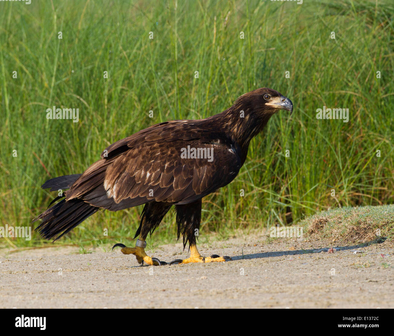 Bald eagle walking hires stock photography and images Alamy