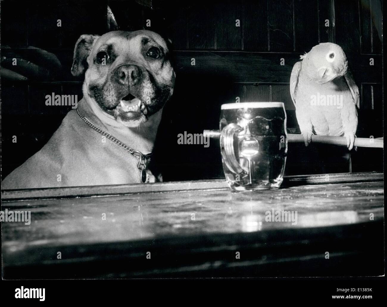 Feb. 29, 2012 -  Is Best But Not For Parrots: ''ina'' the Boxer dog likes at a public house in London  of course his favourite drink is beer. He likes to have a nt at least once a day. ''Beauty'' the parrot lives there too, d he would like to have a sip, but ''Gina'' says beer is only  big strong dogs. Stock Photo