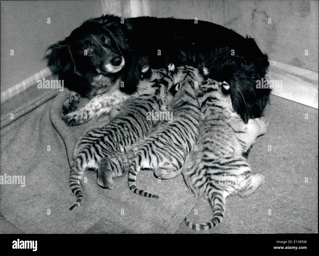 Feb. 29, 2012 - The Dog And The Tiger Cubs: They say that mother love is the strongest love in the world and certainly her it is defying the laws of nature. Bessie an intelligent Collie dog is acting as foster mother to three little tiger cubs bon a the London zoo and deserted by their real mother. Stock Photo