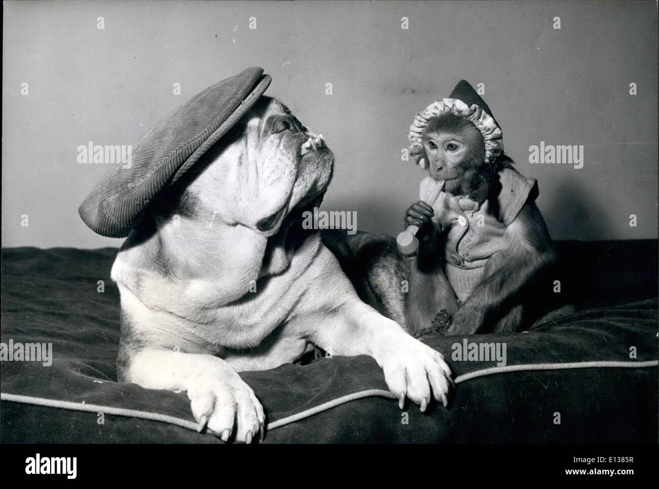 Feb. 29, 2012 - Great Pals -And They Love Dressing Up: Because Jenny, the Rehsus monkey pet of M.H. Rogers of Hampstead, London, leves to dress up and wear quaint hats, her pal and protector, eight-year-old ''Rocky'', the Bulldog, insists he must wear something, too. Seems as if he's taking off Norman Wisdom. Stock Photo