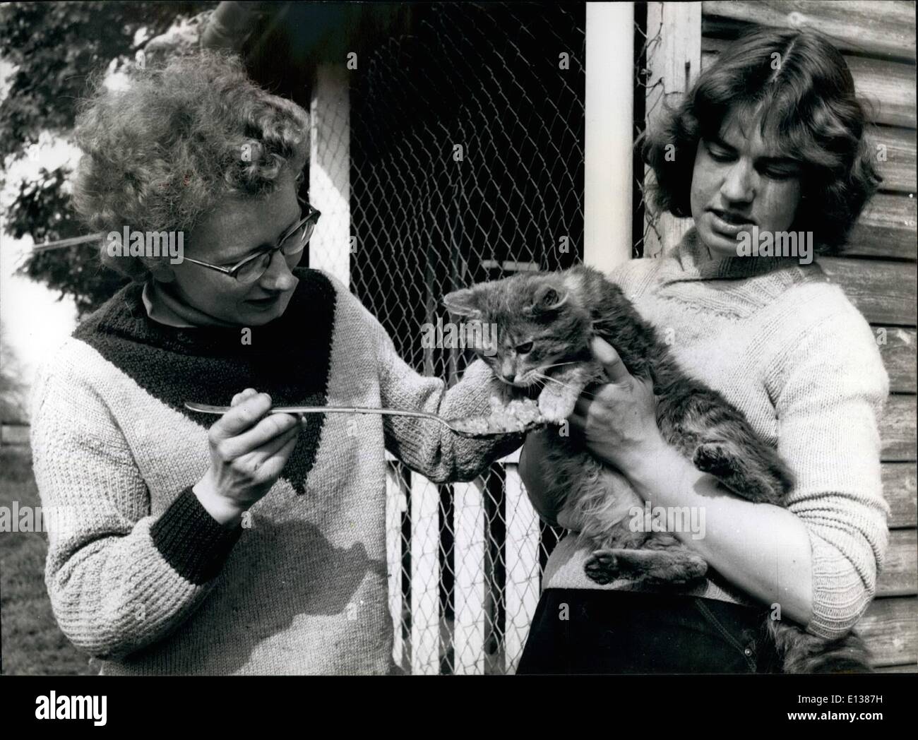 Feb. 29, 2012 - ''Racs'', the Tabby is slightly sick so Mary Overy has to do a sit of coaxing with the feed a Christine Thomas in Holds him. Raes came from Yorkshire. Stock Photo