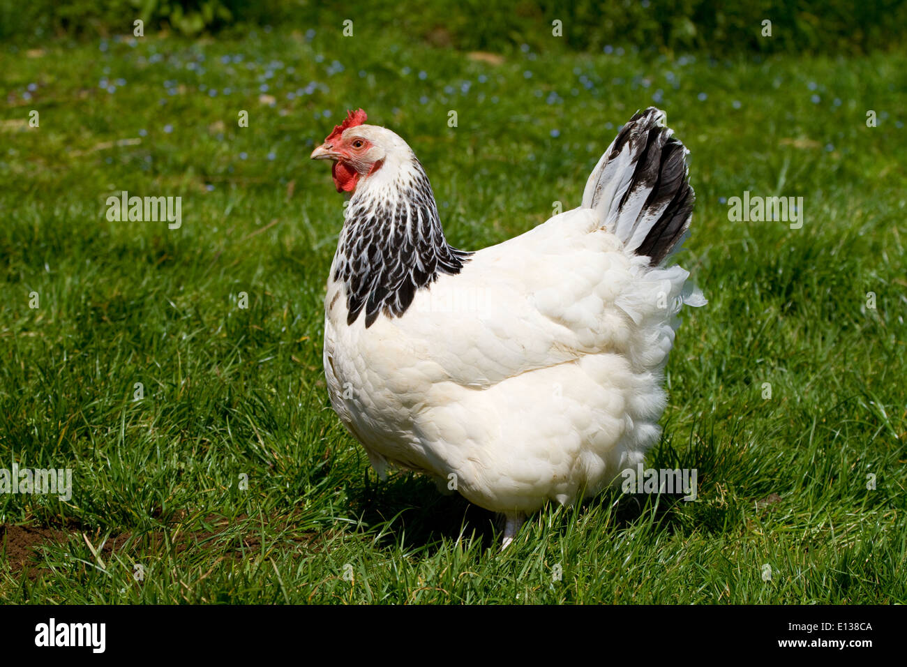 Light Sussex hen in freerange in field. uk Stock Photo