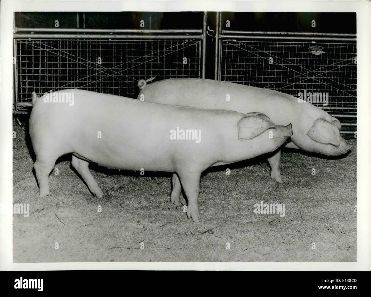 Feb. 29, 2012 - WINNERS BY A LENGTH. Described as having , fine length for their age and exceptionally good hams pair of August born Walsh gilts won the supreme award for the beet pen of two pigs at the recent Smithfield Show held In London Picture Shows One of the winning pair takes full advantage of her length for the camera at the Smithfield Show. They are bred and owned by two young brothers, G.N. and B.S. Barrett of Cambridgeshire, England Stock Photo