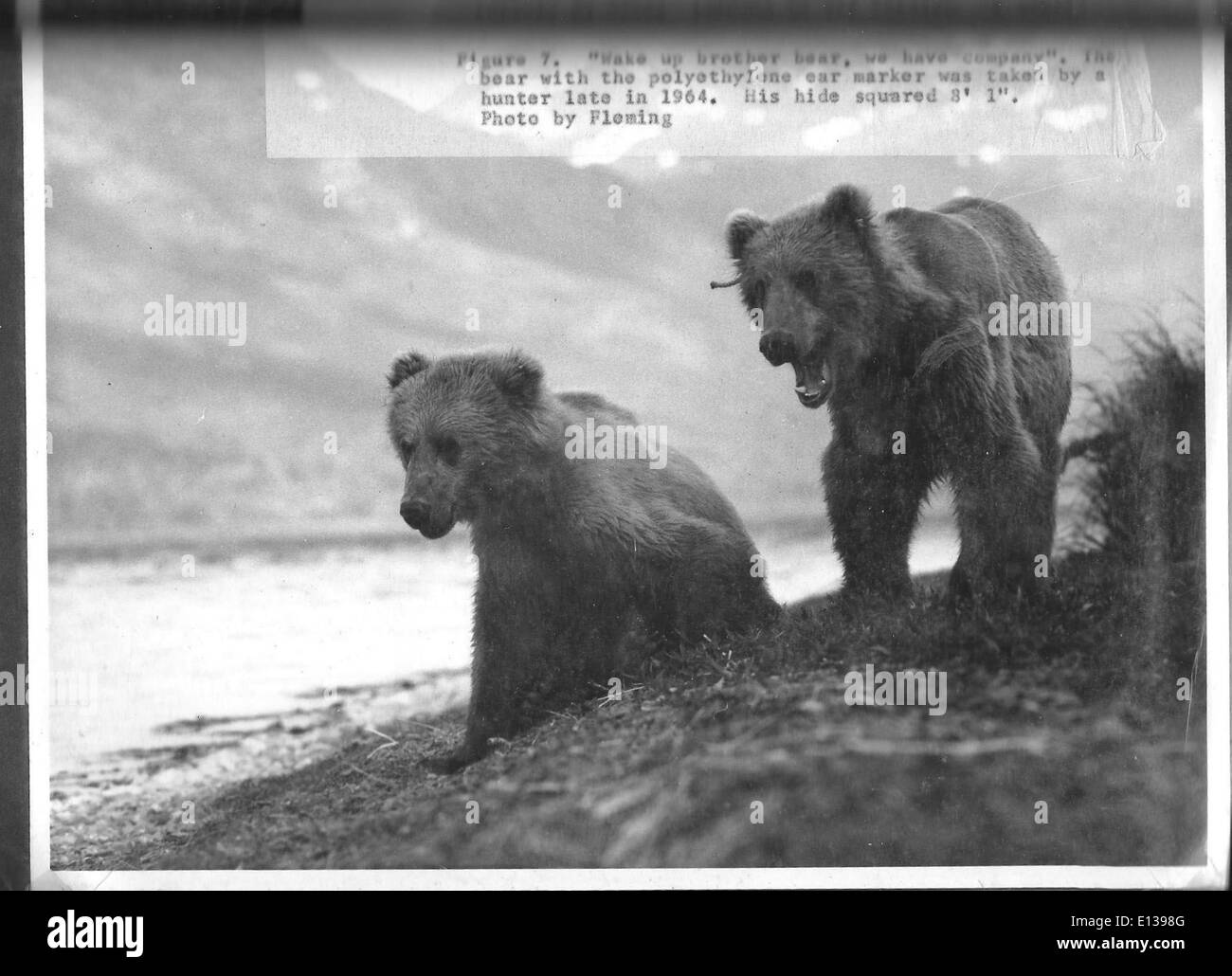 (1964) Wake Up, Brother Bear Stock Photo