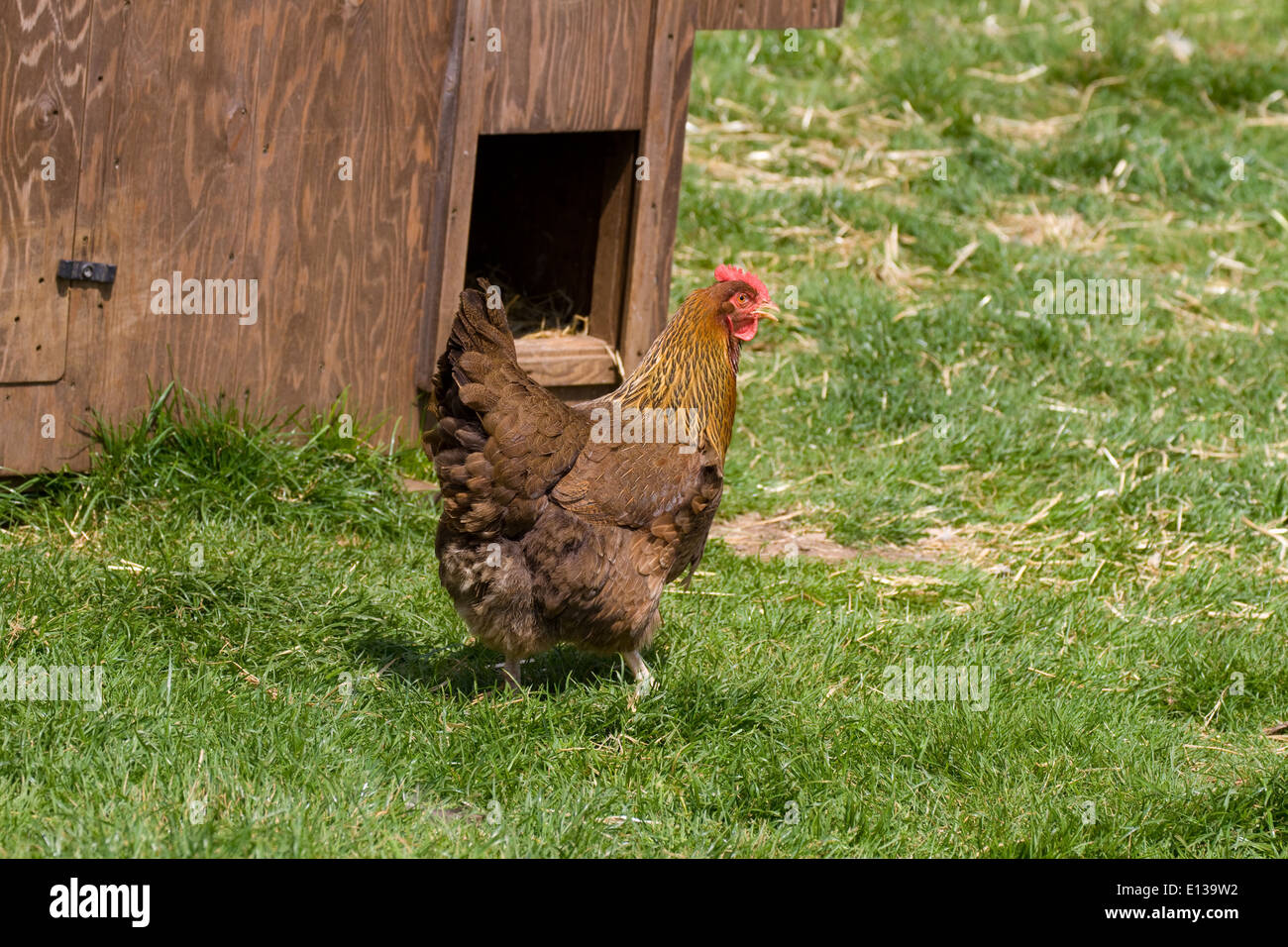 Welsummer hen by coupe Stock Photo