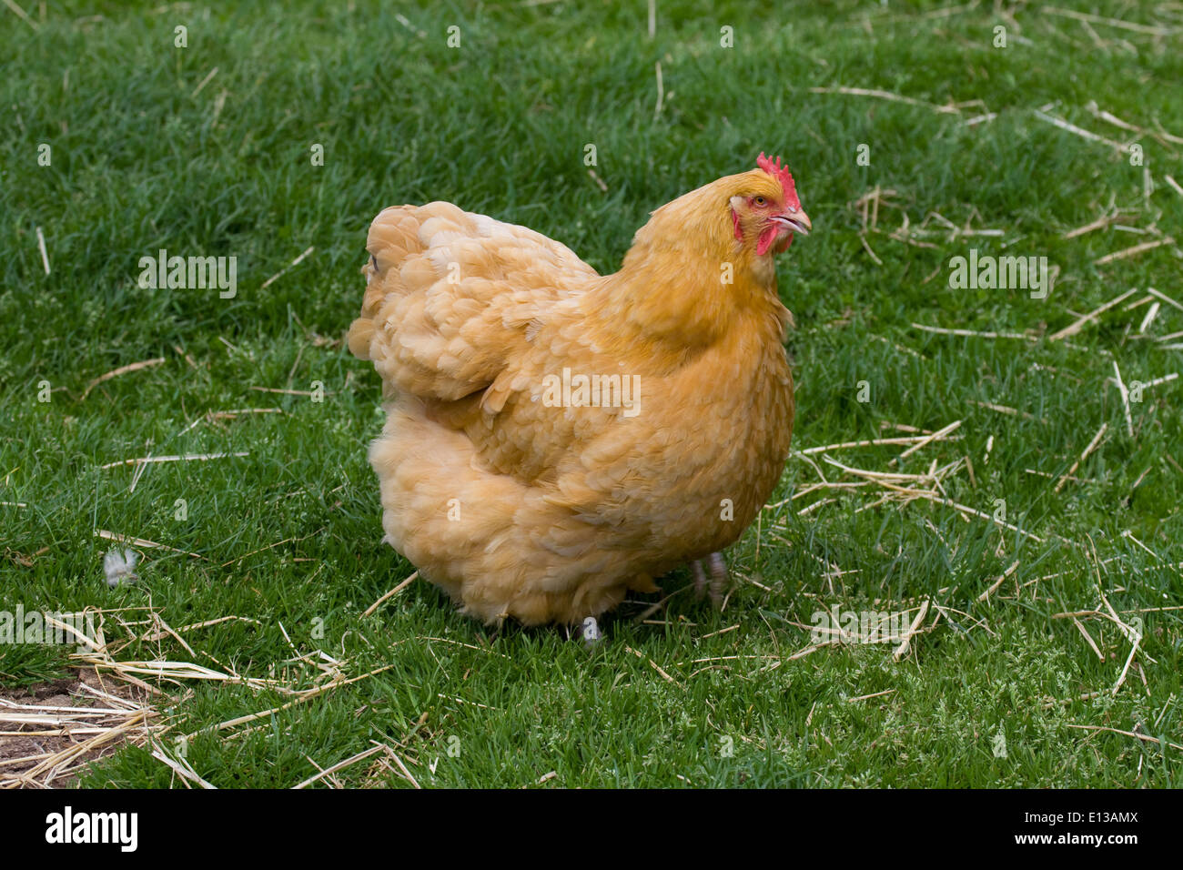 Buff Orpington chicken Stock Photo