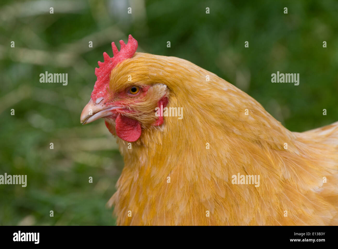 Buff Orpington chicken Stock Photo Alamy