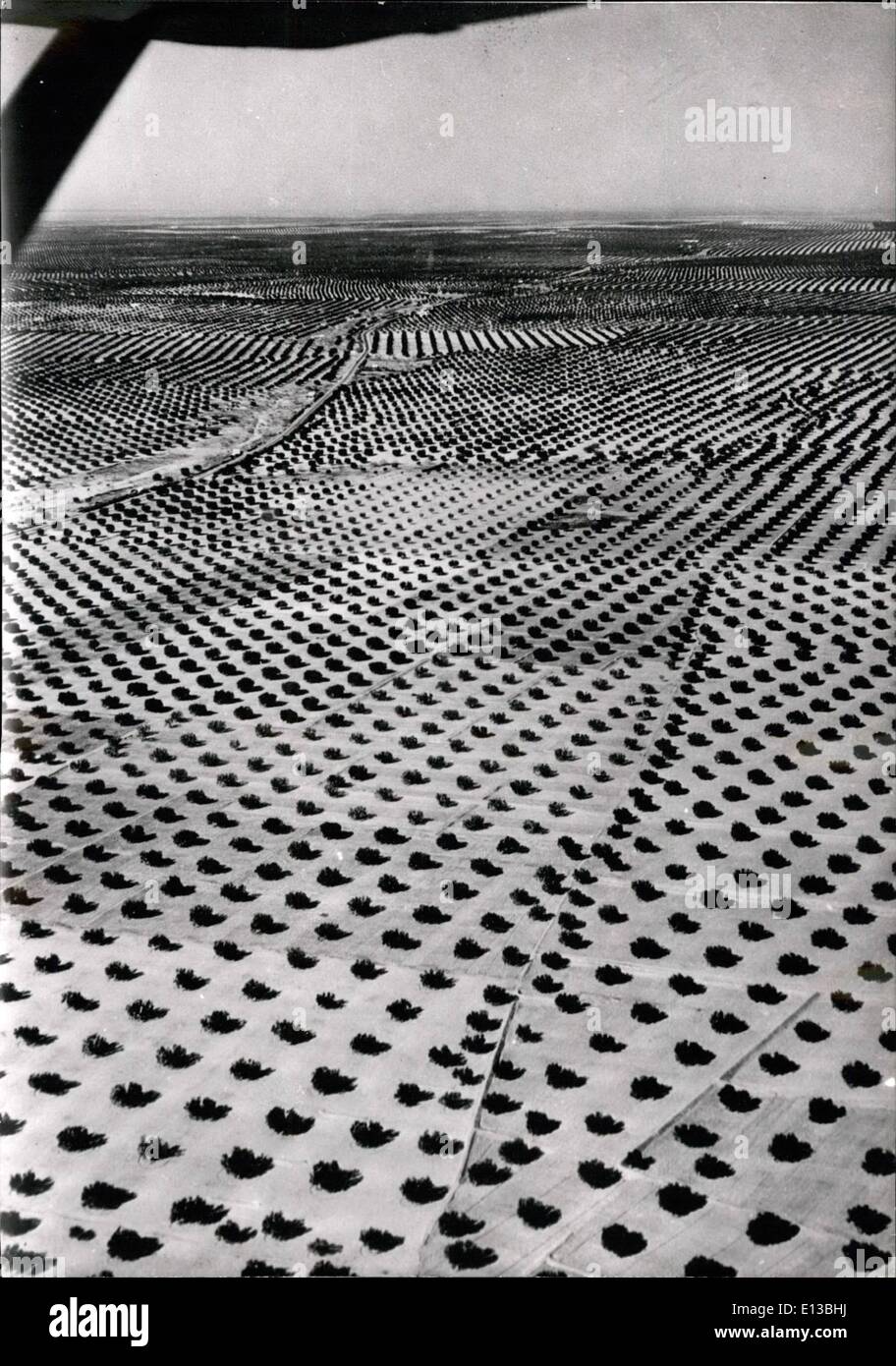 Feb. 29, 2012 - 26 million olive trees planted in desert. A view of the huge olive trees, plantation in a Tunisian desert. 45 the new plantation is expected to produce 45.000 tons of olive oil per year. Aug. 18/55 Stock Photo