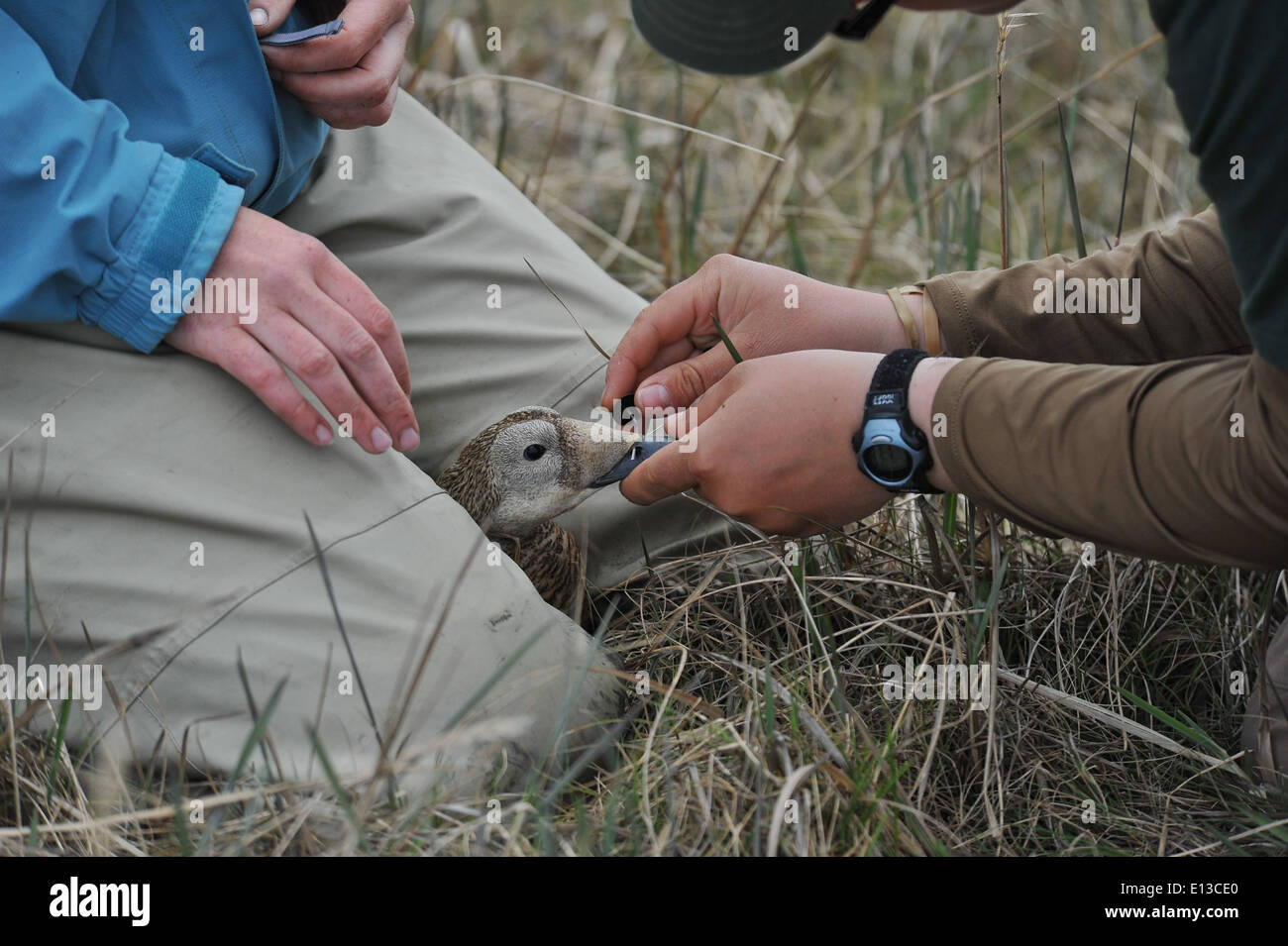 Nasal Disc Application Stock Photo Alamy