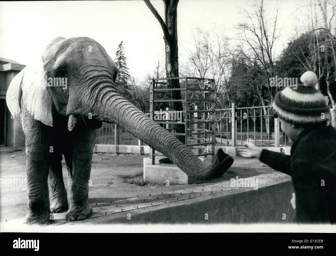 Mar. 02, 2012 - The co: The time in Rome is now very cold and the animals that live in the Zoo react in different manners as their different aptitudes that have inherited by their ancestor. The elephant seems to ask a warm punch. Stock Photo