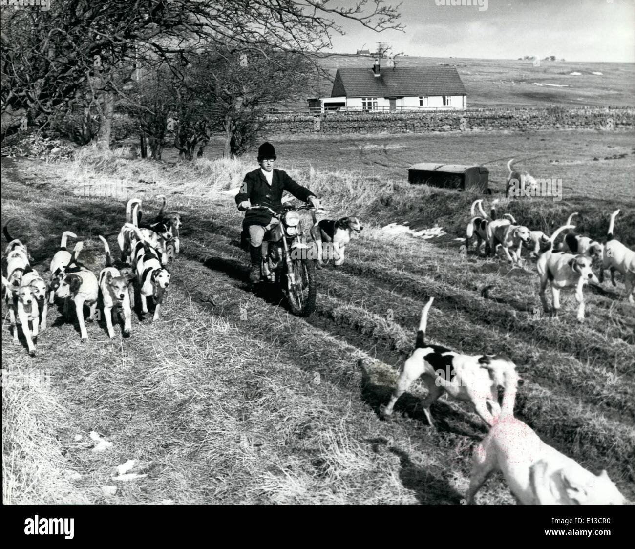 Mar. 02, 2012 - Tally Ho - But Rather Unconventional Whar!: 31 year-old Michael Hedley of Overacres farm, Monkridge Hall, Northumberland has always in his life tried to be different in what ever he attempted, Now master and huntsman of the Border Fox hounds, he has broken all tradition in hunting and raised a few eye-brows from astonished neighbours who are strict traditionalists by using a 125cc trials motorcycle instead of a horse in fox hunting Stock Photo