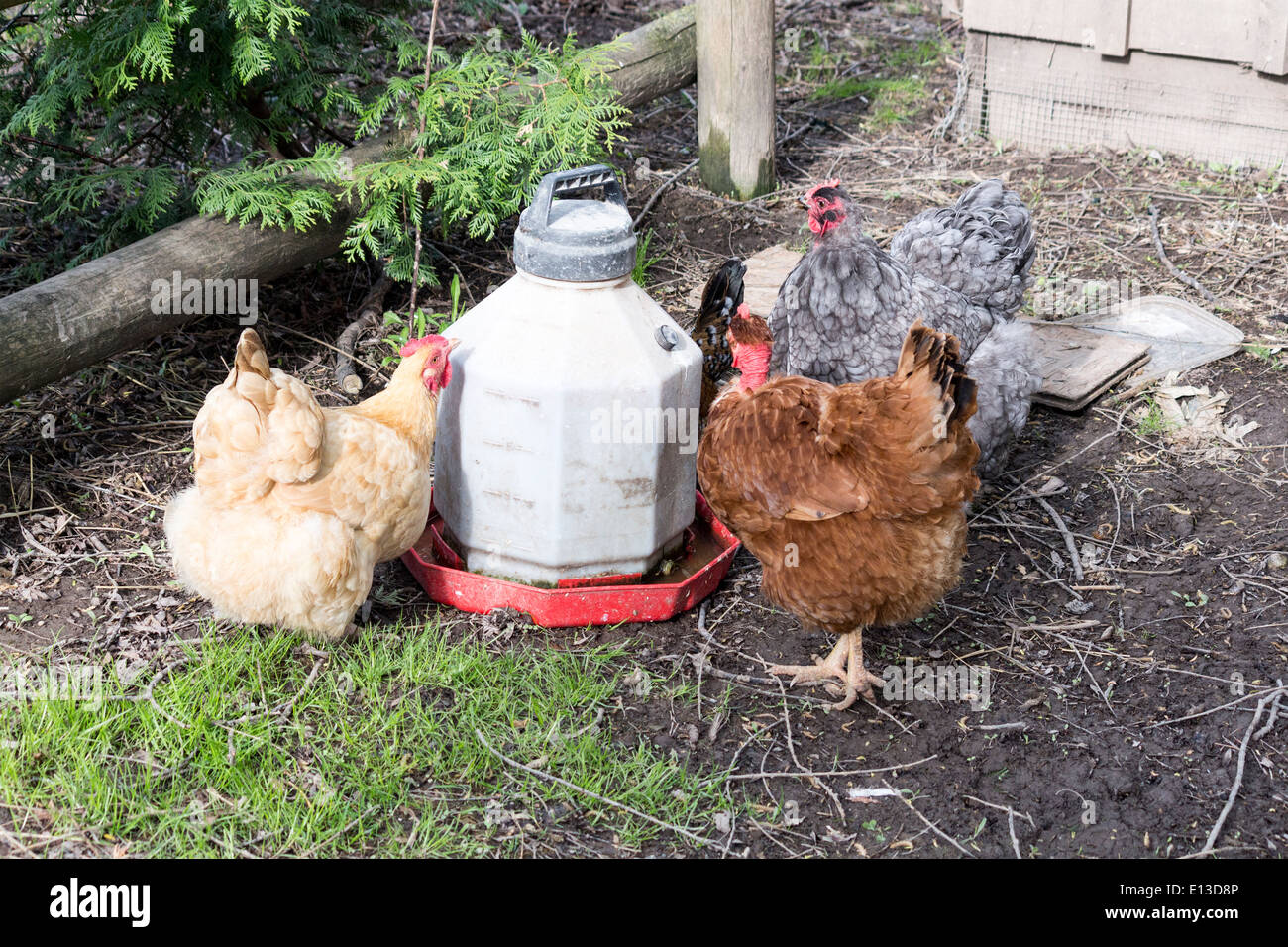 Three Free Range Chickens At A Feeder Outside The Hen House Stock