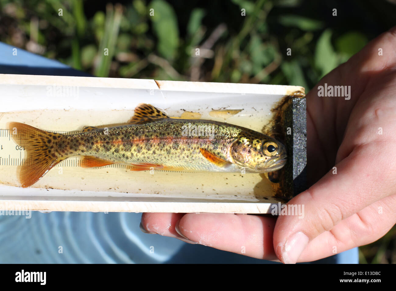 Juvenile rainbow trout fish creek hi-res stock photography and