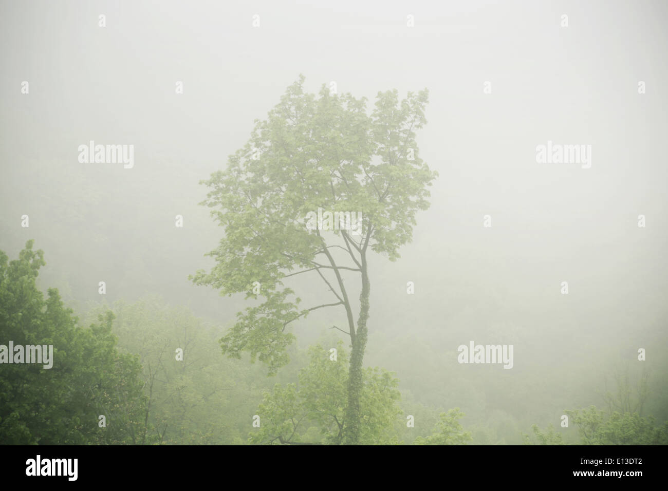 Picture presenting the tree in the dense fog Stock Photo - Alamy