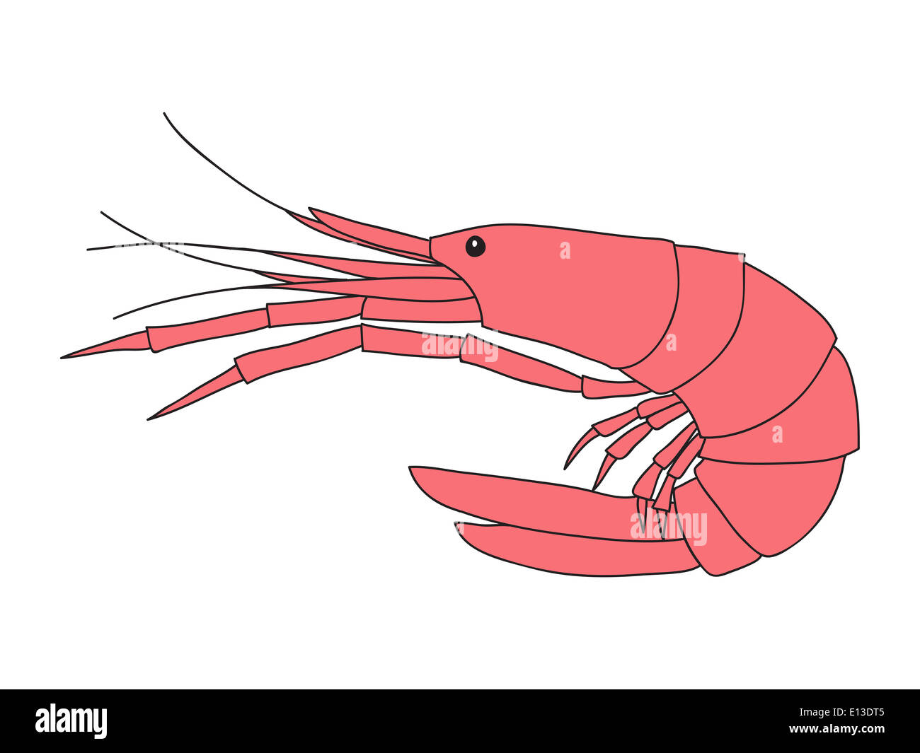 Shrimp illustration Stock Photo
