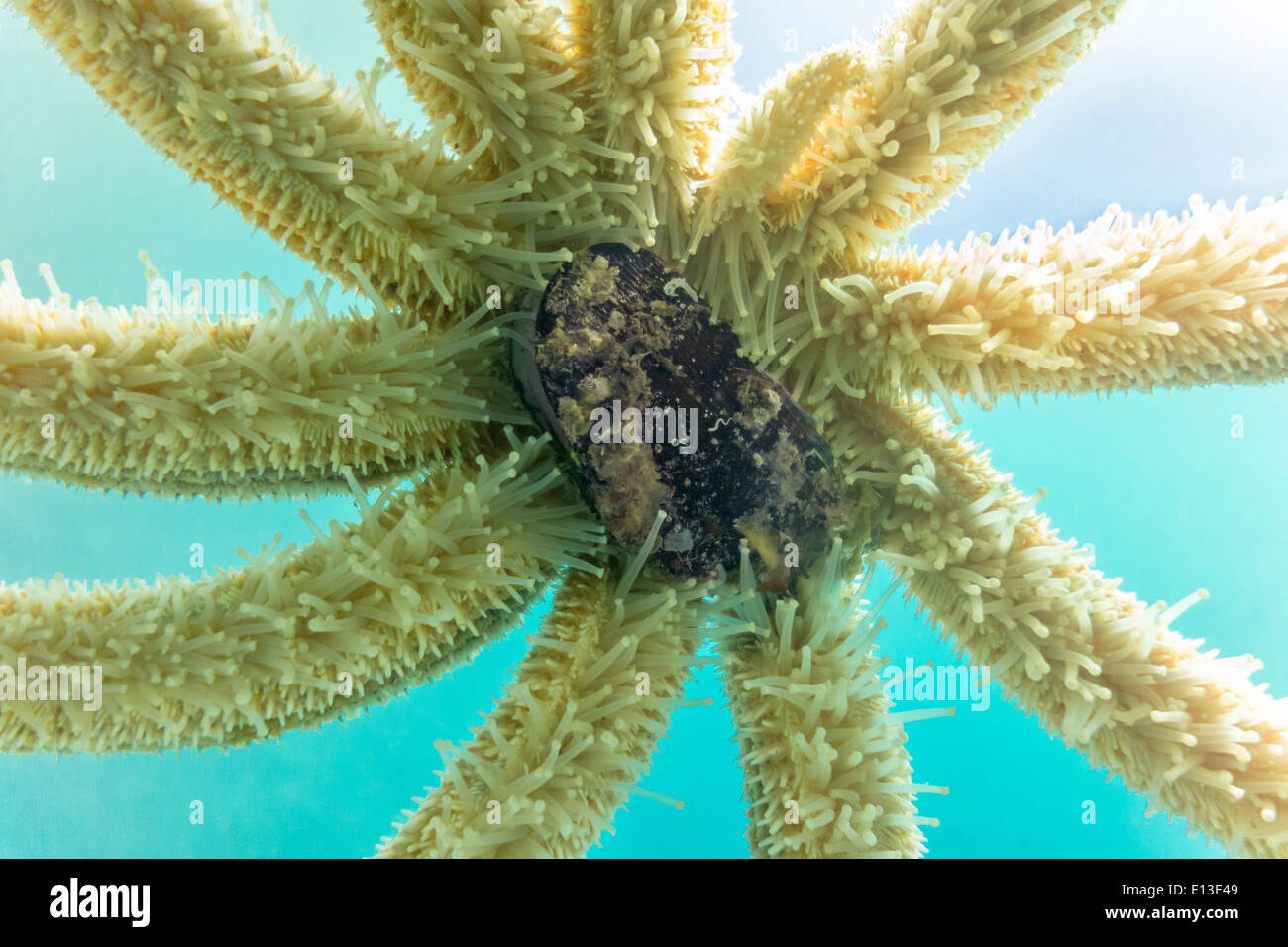 Eleven Armed Starfish Sea Star Coscinasterias Calamaria eating a mussel. Fissiparity: it is re-growing one arm after an accident Stock Photo
