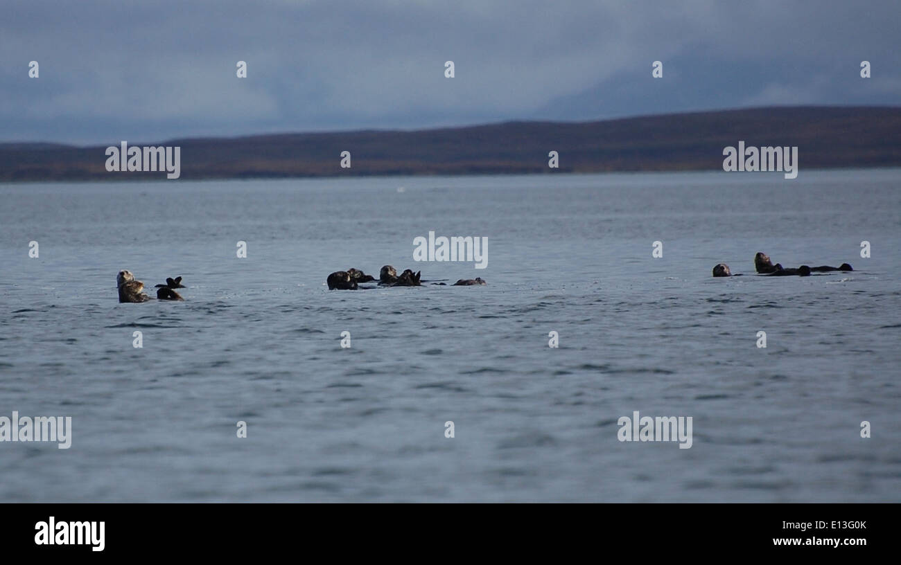Sea otter raft Stock Photo