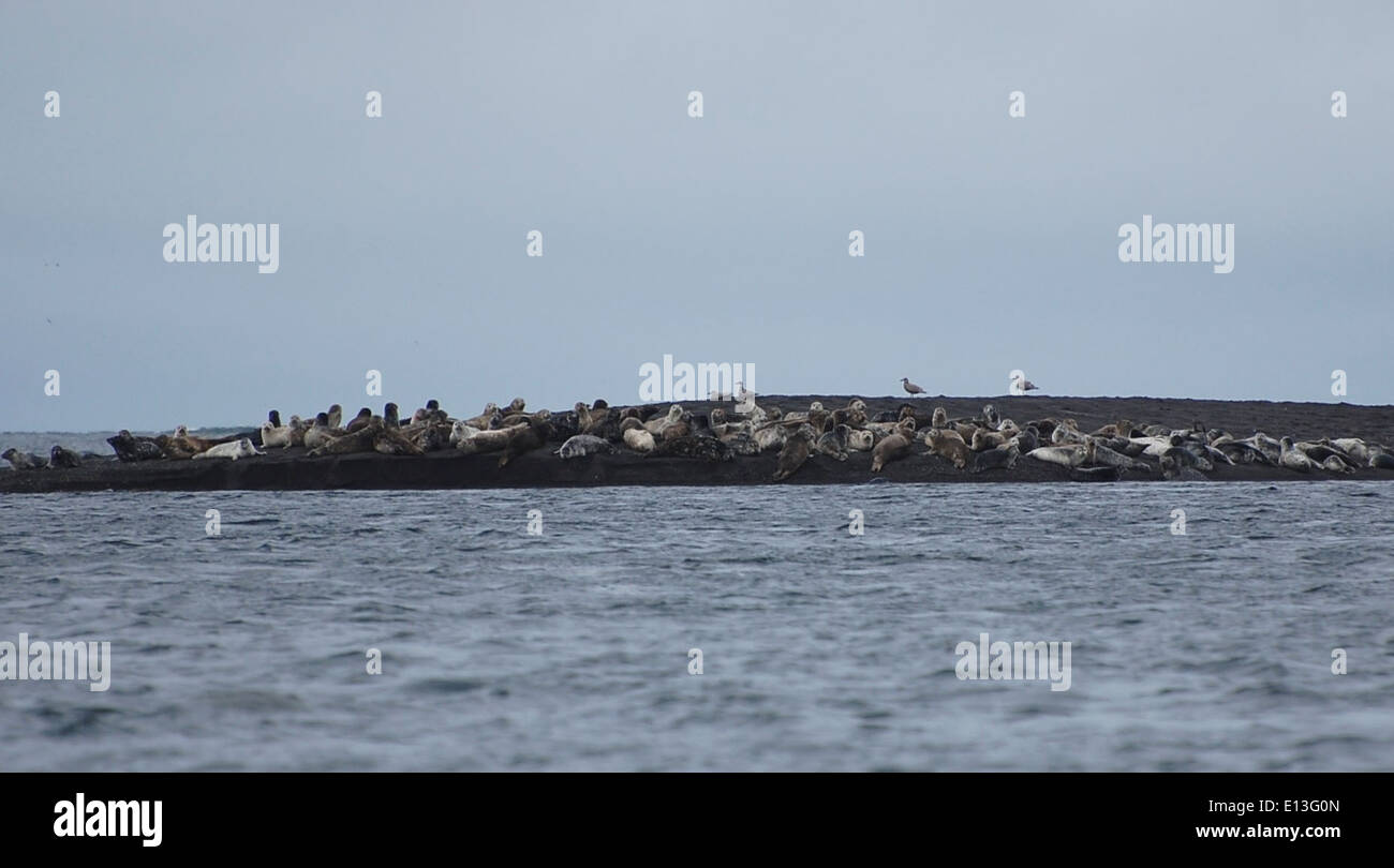 Harbor Seals in Izembek Stock Photo