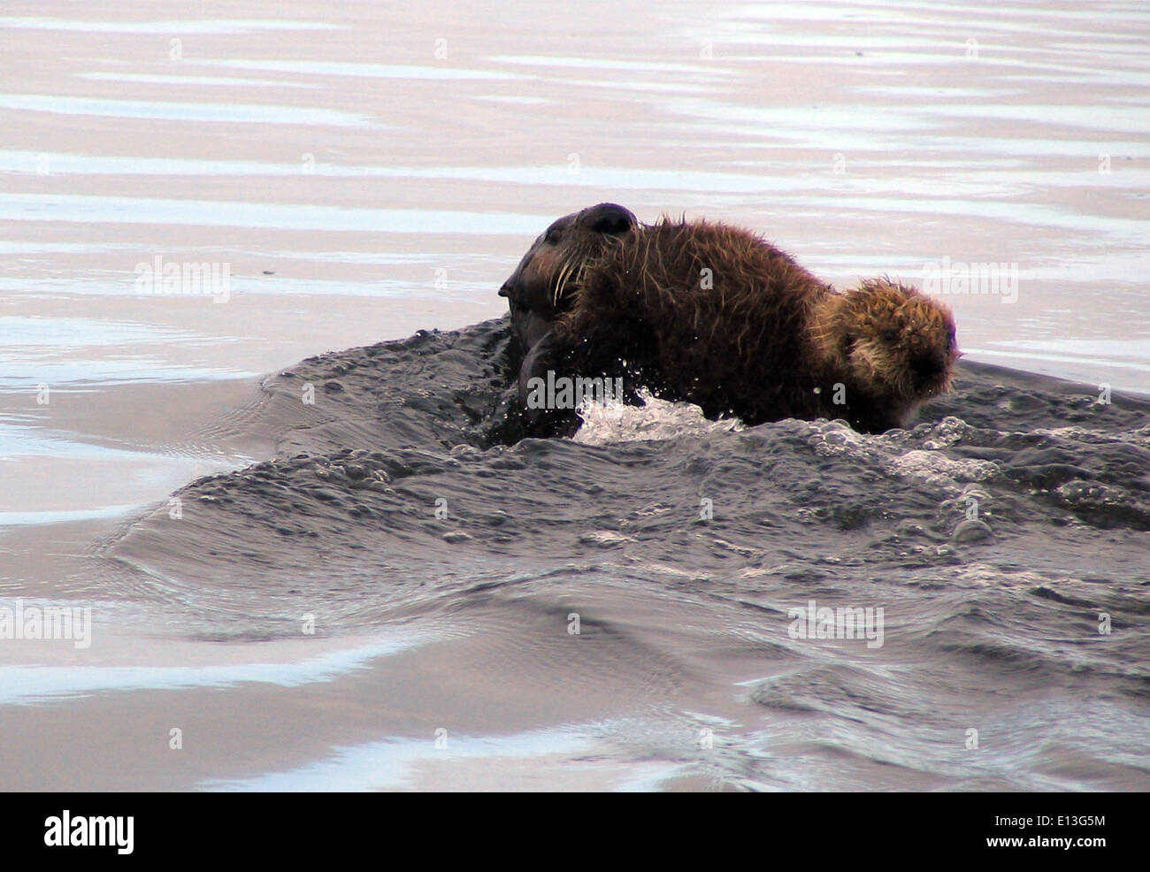 Sea otter mom and pup Stock Photo
