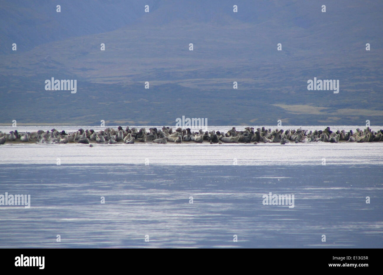 Harbor Seals in Izembek Stock Photo
