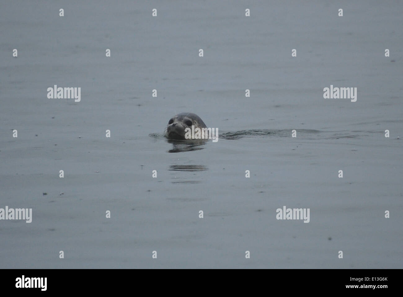 Harbor Seal in Kinzarof Stock Photo