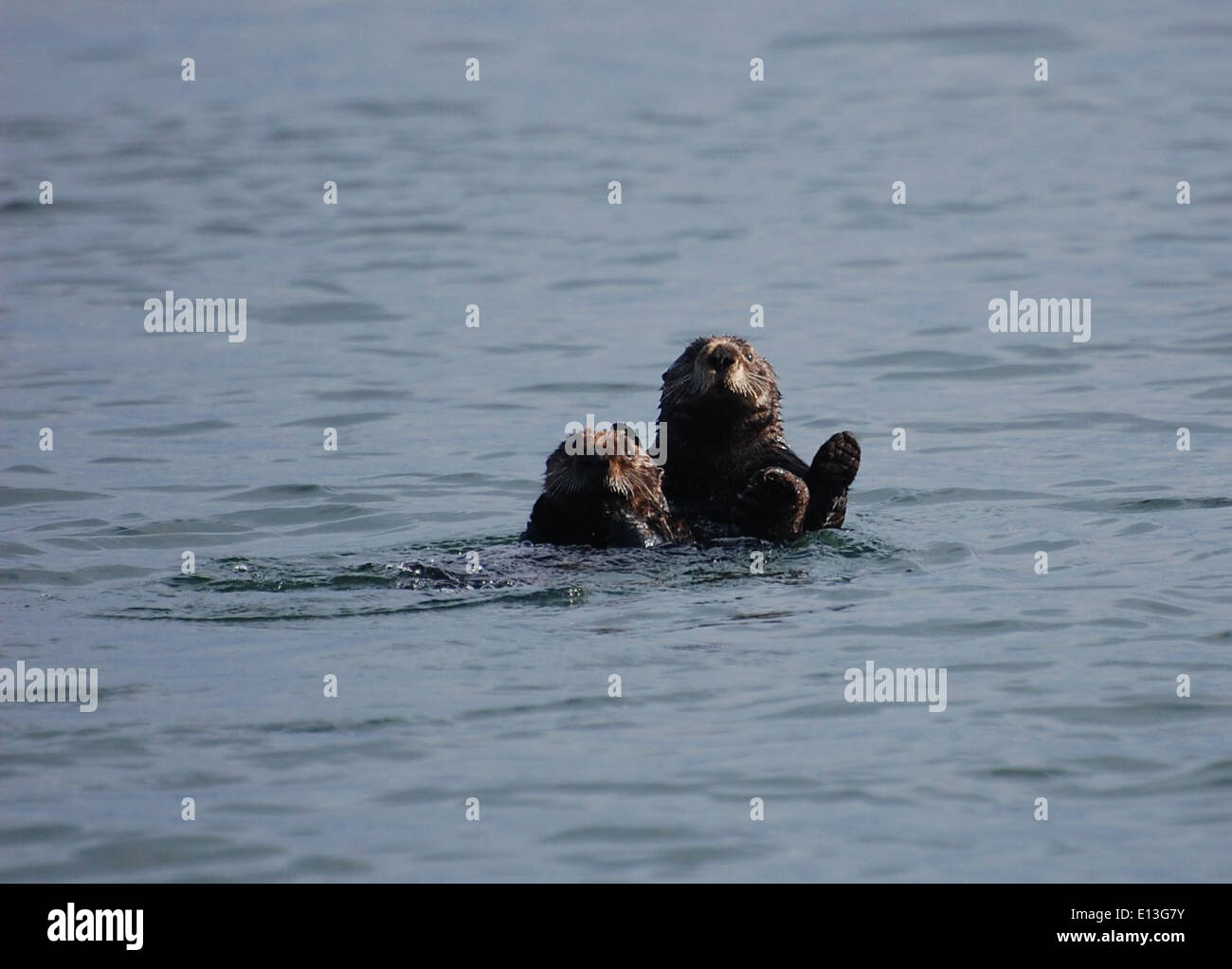 Sea otters Stock Photo