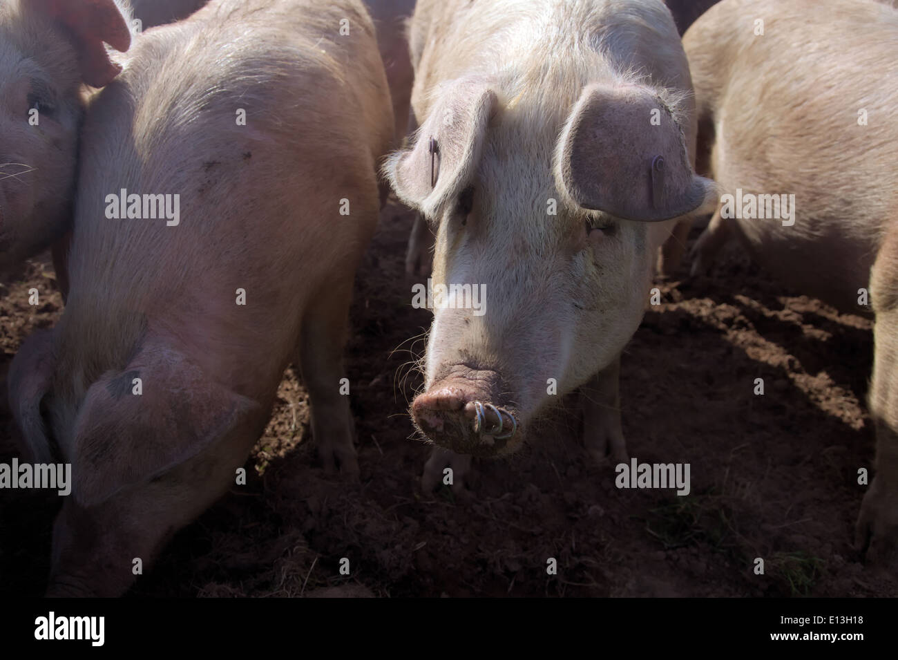 Free range gilts - young breeding pigs - note nose rings to reduce digging Stock Photo
