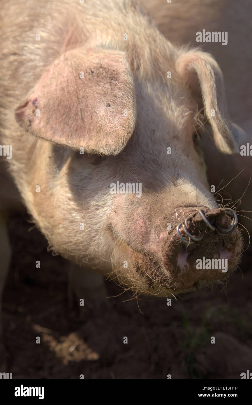 Free range gilts - young breeding pigs - note nose rings to reduce digging Stock Photo
