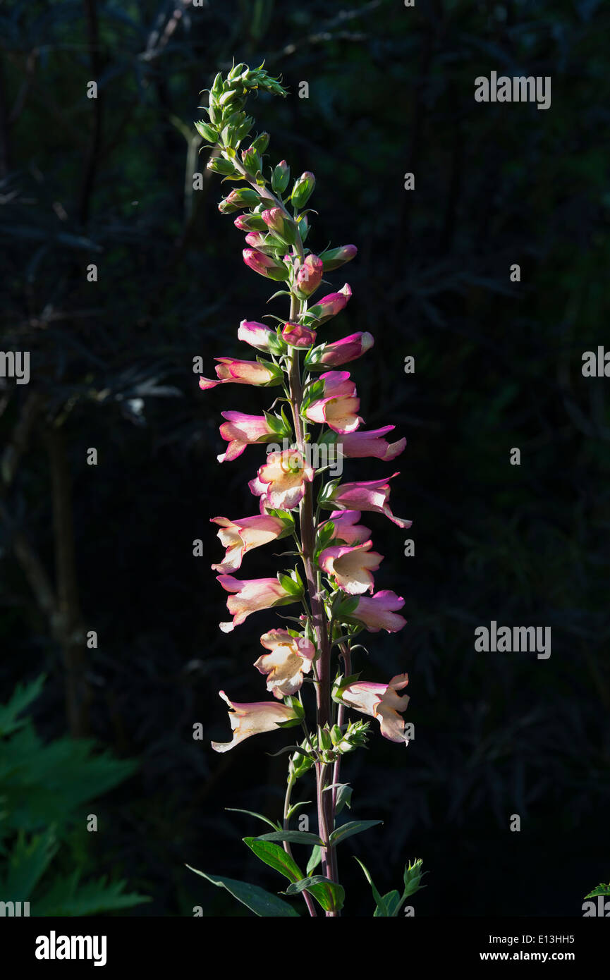 Digitalis ‘illumination pink’ hires stock photography and images Alamy