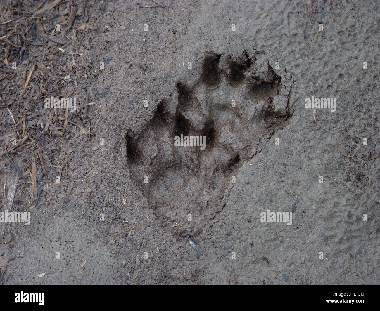 Otter tracks hi-res stock photography and images - Alamy