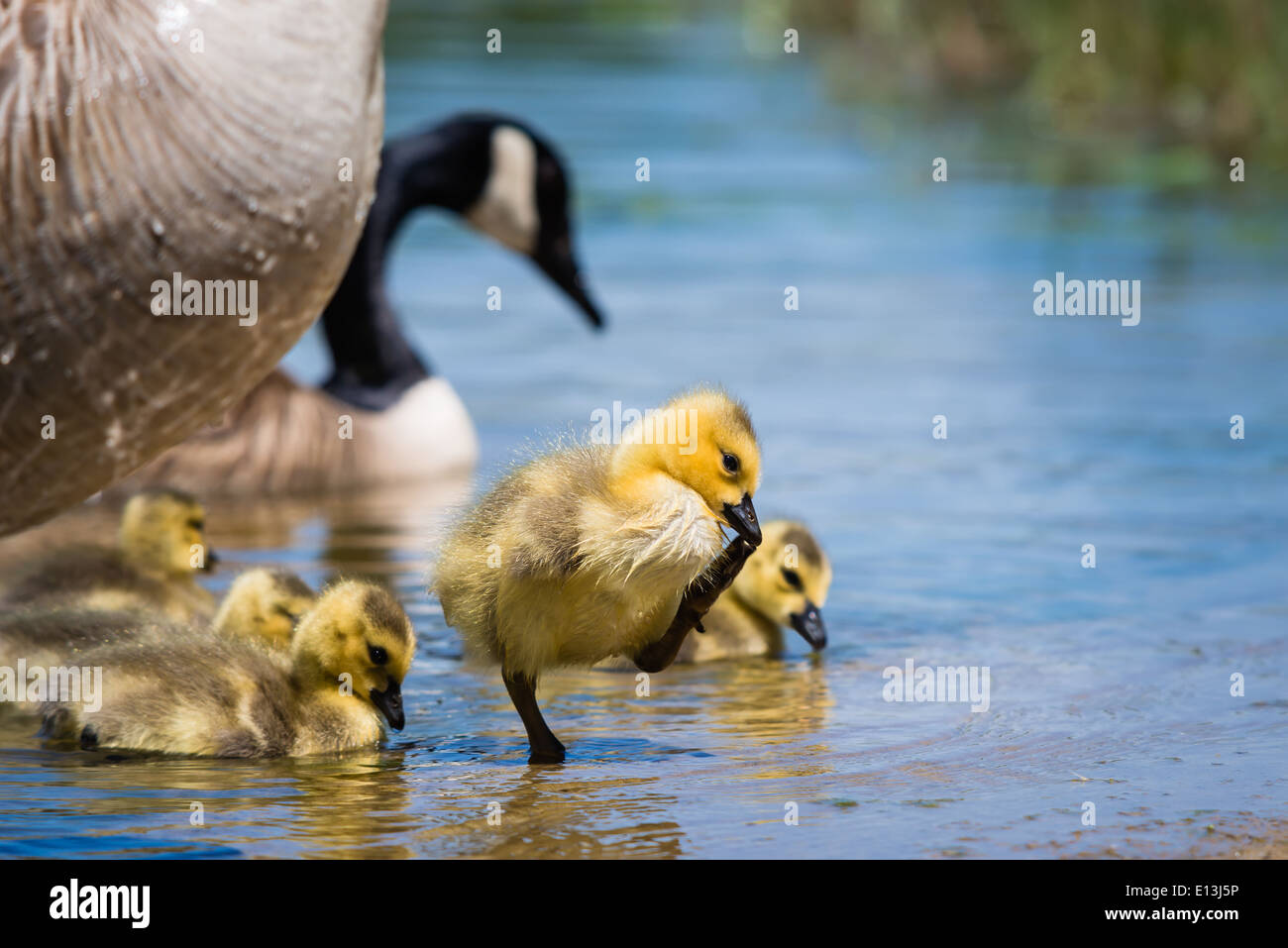 Canada goose 7900l yellow hotsell